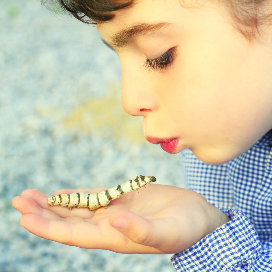 Para os fãs de bichos da&nbsp;seda